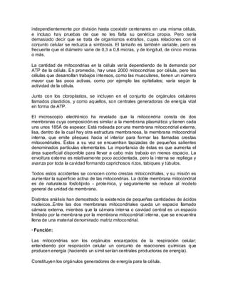 independientemente por división hasta coexistir centenares en una misma célula,
e incluso hay pruebas de que no les falta su genética propia. Pero sería
demasiado decir que se trata de organismos extraños, cuyas relaciones con el
conjunto celular se reduzca a simbiosis. El tamaño es también variable, pero es
frecuente que el diámetro varíe de 0,3 a 0,8 micras, y de longitud, de cinco micras
o más.

La cantidad de mitocondrias en la célula varía dependiendo de la demanda por
ATP de la célula. En promedio, hay unas 2000 mitocondrias por célula, pero las
células que desarrollan trabajos intensos, como las musculares, tienen un número
mayor que las poco activas, como por ejemplo las epiteliales; varía según la
actividad de la célula.

Junto con los cloroplastos, se incluyen en el conjunto de orgánulos celulares
llamados plastidios, y como aquellos, son centrales generadoras de energía vital
en forma de ATP.

El microscopio electrónico ha revelado que la mitocondria consta de dos
membranas cuya composición es similar a la membrana plasmática y tienen cada
una unos 185Å de espesor. Está rodeada por una membrana mitocondrial externa,
lisa, dentro de la cual hay otra estructura membranosa, la membrana mitocondrial
interna, que emite pliegues hacia el interior para formar las llamadas crestas
mitocondriales. Éstos a su vez se encuentran tapizadas de pequeños salientes
denominados partículas elementa les. La importancia de éstas es que aumenta el
área superficial disponible para llevar a cabo más trabajo en menos espacio. La
envoltura externa es relativamente poco accidentada, pero la interna se repliega y
avanza por toda la cavidad formando caprichosos rizos, tabiques y túbulos.

Todos estos accidentes se conocen como crestas mitocondriales, y su misión es
aumentar la superficie activa de las mitocondrias. La doble membrana mitocondrial
es de naturaleza fosfolípido - proteínica, y seguramente se reduce al modelo
general de unidad de membrana.

Distintos análisis han demostrado la existencia de pequeñas cantidades de ácidos
nucleicos..Entre las dos membranas mitocondriales queda un espacio llamado
cámara externa, mientras que la cámara interna o cavidad central es un espacio
limitado por la membrana por la membrana mitocondrial interna, que se encuentra
llena de una material denominado matriz mitocondrial.

· Función:

Las mitocondrias son los orgánulos encargados de la respiración celular;
entendiendo por respiración celular un conjunto de reacciones químicas que
producen energía (haciendo un símil serían centrales productoras de energía).

Constituyen los orgánulos generadores de energía para la célula.
 