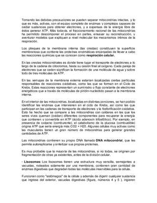 Tomando las debidas precauciones se pueden separar mitocondrias intactas, y lo
que es más, activas, con el equipo completo de enzimas y complejos capaces de
oxidar sustancias para obtener electrones, y a expensas de la energía libre de
éstos generar ATP. Más todavía, el fraccionamiento racional de las mitocondrias
ha permitido descomponer el proceso en partes, ensayar su reconstrucción, y
aventurar modelos que expliquen a nivel molecular los mecanismos íntimos de la
respiración.

Los pliegues de la membrana interna (las crestas) constituyen la superficie
membranosa que contiene las proteínas enzimáticas encargadas de llevar a cabo
las reacciones químicas que se conocen como respiración celular.

En las crestas mitocondriales es donde tiene lugar el transporte de electrones a lo
largo de la cadena de citocromos, hasta su cesión final al oxígeno. Cada pareja de
electrones que se ceden significan la formación de una molécula de agua y sobre
todo de tres moléculas de ATP.

En las verrugas de la membrana externa estarían localizadas ciertas partículas
responsables de reacciones oxidativas, como las que se forman en el Ciclo de
Krebs. Estas reacciones representan un suministro o flujo constante de electrones
energéticos que a través de moléculas de piridin-nucleótido pasan a la membrana
interna.

En el interior de las mitocondrias, localizadas en distintas porciones, se han podido
identificar las enzimas que intervienen en el ciclo de Krebs, así como las que
participan en las cadenas de transporte de electrones y la fosforificación oxidativa.
Esto ha hecho que se compare a las mitocondrias con calderas en las que los
seres vivos queman (oxidan) diferentes componentes para recuperar la energía
que contienen y convertirla en ATP (ácido adenosín trifosfótico). Por ejemplo, en
presencia de oxígeno (comburente), el catabolismo de la glucosa (combustible)
origina ATP que sería energía más CO2 + H20. Algunas células muy activas como
las musculares tienen un gran número de mitocondrias para generar grandes
cantidades de ATP.

Las mitocondrias contienen su propio DNA llamado DNA mitocondrial, que les
permite autoreplicarse y sintetizar sus propias proteínas.

Es muy probable que la mayoría de las mitocondrias, si no todas, se originen por
fragmentación de otras ya existentes, antes de la división celular.

· Lisosomas: Los lisosomas tienen una estructura muy sencilla, semejantes a
vacuolas, rodeados solamente por una membrana, contienen gran cantidad de
enzimas digestivas que degradan todas las moléculas inservibles para la célula.

Funcionan como "estómagos" de la célula y además de digerir cualquier sustancia
que ingrese del exterior, vacuolas digestivas (figura, números 4 y 5 ), ingieren
 