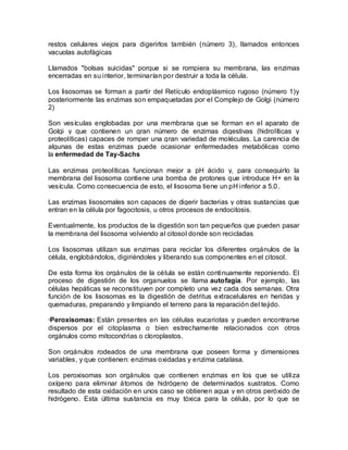 restos celulares viejos para digerirlos también (número 3), llamados entonces
vacuolas autofágicas

Llamados "bolsas suicidas" porque si se rompiera su membrana, las enzimas
encerradas en su interior, terminarían por destruir a toda la célula.

Los lisosomas se forman a partir del Retículo endoplásmico rugoso (número 1)y
posteriormente las enzimas son empaquetadas por el Complejo de Golgi (número
2)

Son vesículas englobadas por una membrana que se forman en el aparato de
Golgi y que contienen un gran número de enzimas digestivas (hidrolíticas y
proteolíticas) capaces de romper una gran variedad de moléculas. La carencia de
algunas de estas enzimas puede ocasionar enfermedades metabólicas como
la enfermedad de Tay-Sachs

Las enzimas proteolíticas funcionan mejor a pH ácido y, para conseguirlo la
membrana del lisosoma contiene una bomba de protones que introduce H+ en la
vesícula. Como consecuencia de esto, el lisosoma tiene un pH inferior a 5.0.

Las enzimas lisosomales son capaces de digerir bacterias y otras sustancias que
entran en la célula por fagocitosis, u otros procesos de endocitosis.

Eventualmente, los productos de la digestión son tan pequeños que pueden pasar
la membrana del lisosoma volviendo al citosol donde son recicladas

Los lisosomas utilizan sus enzimas para reciclar los diferentes orgánulos de la
célula, englobándolos, digiriéndoles y liberando sus componentes en el citosol.

De esta forma los orgánulos de la célula se están continuamente reponiendo. El
proceso de digestión de los organuelos se llama autofagia. Por ejemplo, las
células hepáticas se reconstituyen por completo una vez cada dos semanas. Otra
función de los lisosomas es la digestión de detritus extracelulares en heridas y
quemaduras, preparando y limpiando el terreno para la reparación del tejido.

·Peroxisomas: Están presentes en las células eucariotas y pueden encontrarse
dispersos por el citoplasma o bien estrechamente relacionados con otros
orgánulos como mitocondrias o cloroplastos.

Son orgánulos rodeados de una membrana que poseen forma y dimensiones
variables, y que contienen: enzimas oxidadas y enzima catalasa.

Los peroxisomas son orgánulos que contienen enzimas en los que se utiliza
oxígeno para eliminar átomos de hidrógeno de determinados sustratos. Como
resultado de esta oxidación en unos caso se obtienen agua y en otros peróxido de
hidrógeno. Esta última sustancia es muy tóxica para la célula, por lo que se
 
