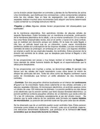 con la división celular dependen en animales y plantas de los filamentos de actina
y los microtúbulos, que distribuyen los cromosomas y otros componentes celulares
entre las dos células hijas en fase de segregación. Las células animales y
vegetales realizan muchos otros movimientos para adquirir una forma determinada
o para conservar su compleja estructura interna.

·Flagelos y cilios: Algunas células tienen proyecciones del citoesqueleto que
sobresalen

de la membrana plasmática. Son apéndices móviles de algunas células de
aspecto filamentoso. Están formadas por un membrana envolvente, continuación
de la membrana plasmática de la célula, y de su misma constitución. En su interior
hay once fibras longitudinales rectas, dos en el centro y nueve en la zona cortical,
que en realidad son dieciocho porque son dobles. En la base de cada flagelo o
cilio hay un gránulo basal que es un citocentro, cuyos nueve microtúbulos
periféricos dobles son prolongación de los órganos vibrátiles. Los dos microtúbulos
centrales de estos se prolongan, sin embargo en uno único. Los órganos vibrátiles
se originan a partir de sus orgánulos basales, los centríolos. Estos provienen de la
división del centríolo de la célula, que se desplaza para formar el flagelo o cilio
correspondiente.

Si las proyecciones son pocas y muy largas reciben el nombre de flagelos. El
único ejemplo de célula humana dotada de flagelo es el espermatozoide que lo
utiliza para desplazarse.

Si las proyecciones son muchas y cortas, se denominan cilios. El ejemplo más
típicos son las células del tracto respiratorio cuyos cilios tienen la misión de
atrapar las partículas del aire. Tanto los cilios como los flagelos contienen nueve
pares de microtúbulos que forman un anillo alrededor de dos microtúbulos
centrales.

· Centríolo: Son dos pequeños cilindros localizados en el interior del centrosoma
(Figura1) se ha encontrado hasta ahora solamente en las células animales y en
algunos vegetales inferiores. Al microscopio electrónico, el centríolo aparece como
un cilindro de unas 150 milimicras de diámetro. La porción periférica es más densa
a los electrones que la porción central, que tiene escasa densidad elect rónica. La
porción periférica contiene pequeños cilindros de un diámetro que oscila entre las
15 y las 20 milimicras, orientados paralelamente al eje del cilindro mayor. . Se
observa que la parte externa de los centriolos está formada por nueve tripletes
de microtúbulos. La posición del centríolo suele ser fija para cada tipo de células.

Se ha observado que de un centríolo pueden surgir centríolos hijos. Éstos parecen
originarse como brotes en ángulo recto y forman, junto con el centríolo materno,
una estructura denominada diplosoma, que participa en la formación del huso
acromático que se desarrolla durante la mitosis.
 
