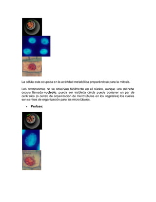 La célula esta ocupada en la actividad metabólica preparándose para la mitosis.

Los cromosomas no se observan fácilmente en el núcleo, aunque una mancha
oscura llamada nucleolo, pueda ser visible.la célula puede contener un par de
centríolos (o centro de organización de microtúbulos en los vegetales) los cuales
son centros de organización para los microtúbulos.

      Profase:
 