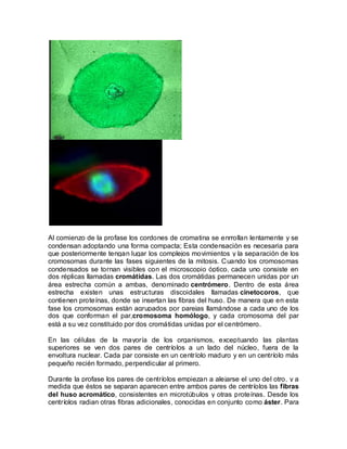 Al comienzo de la profase los cordones de cromatina se enrrollan lentamente y se
condensan adoptando una forma compacta; Esta condensación es necesaria para
que posteriormente tengan lugar los complejos movimientos y la separación de los
cromosomas durante las fases siguientes de la mitosis. Cuando los cromosomas
condensados se tornan visibles con el microscopio óptico, cada uno consiste en
dos réplicas llamadas cromátidas. Las dos cromátidas permanecen unidas por un
área estrecha común a ambas, denominado centrómero. Dentro de esta área
estrecha existen unas estructuras discoidales llamadas cinetocoros, que
contienen proteínas, donde se insertan las fibras del huso. De manera que en esta
fase los cromosomas están agrupados por parejas llamándose a cada uno de los
dos que conforman el par,cromosoma homólogo, y cada cromosoma del par
está a su vez constituido por dos cromátidas unidas por el centrómero.

En las células de la mayoría de los organismos, exceptuando las plantas
superiores se ven dos pares de centríolos a un lado del núcleo, fuera de la
envoltura nuclear. Cada par consiste en un centríolo maduro y en un centríolo más
pequeño recién formado, perpendicular al primero.

Durante la profase los pares de centríolos empiezan a alejarse el uno del otro, y a
medida que éstos se separan aparecen entre ambos pares de centríolos las fibras
del huso acromático, consistentes en microtúbulos y otras proteínas. Desde los
centríolos radian otras fibras adicionales, conocidas en conjunto como áster. Para
 