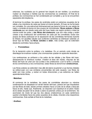 entonces, los nucléolos por lo general han dejado de ser visibles. La envoltura
nuclear se disgrega a medida que los cromosomas se condensan. Al final de la
profase, los cromosomas se han condensado por completo y ya no se encuentran
separados del citoplasma.

Al terminar la profase, los pares de centríolos están en extremos opuestos de la
célula y los miembros de cada par tienen el mismo tamaño. El huso se ha formado
por completo. Es una estructura tridimensional que tiene la forma de una pelota de
rugby y consiste al menos en dos grupos de microtúbulos: fibras polares o fibras
continuas que van desde cada polo del huso hasta una región central a mitad de
camino entre los polos, y las fibras del cinetocoro, que son más cortas y están
unidas a los cinetocoros del centrómero de cada par de cromátidas. Estos dos
grupos de fibras participan en la separación de las cromátidas hermanas durante
la mitosis. En aquellas células que contienen centríolos se distinguen además un
tercer tipo de fibras, las fibras astrales o áster, más cortas, que se extienden
desde los centríolos hacia afuera.

      Prometafase:

Es la transición entre la proface y la metafase. Es un periodo corto donde se
desintegra la envoltura nuclear y los cromosomas quedan en aparente desorden.

Los centrosomas ya arribaron a los polos de las células y las fibras del huso,
desaparecida la envoltura nuclear, invaden el área del núcleo. Algunas de las
fibras del huso se unen por sus puntas a los cinetocoros y por lo tanto ( a través
de los centrómeros) a los cromosomas; estas fibras se denominan cinetocóricas.

Las fibras polares se extienden mas allá del plano ecuatorial y sus tramos dístales
se entrecruzan con sus similares provenientes del polo opuesto. Las fibras de
aster son mas cortas, y radian en todas direcciones y sus extremos se hallan
aparentemente libres.

· Metafase:

Al comienzo de la metafase, los pares de cromátidas alcanzan su máxima
condensación se desplazan en vaivén dentro del huso, parece ser que impulsados
por las fibras de éste, siendo primero atraídos hacia un polo de la célula y después
hacia el otro, hasta que, finalmente, se disponen con exactitud en el plano medio
de la célula (ecuador de la célula o plano ecuatorial) unidos por el centrómero. Se
acomodan de modo tal que las dos placas cinetocóricas en cada centrómero
quedan orientadas hacia los polos opuestos de la célula, mirando a los respectivos
centrosomas. Esto señala el final de la metafase.

· Anafase:
 