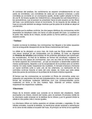 Al comienzo del anafase, los centrómeros se separan simultáneamente en sus
pares de cromátidas. Las cromátidas de cada par se separan entonces y cada
cromátida se convierte en un cromosoma aparte, donde suelen adoptar la forma
de una V, de brazos iguales los metacéntricos y desiguales los submetacéntricos y
los acrocéntricos, que al parecer es arrastrado hacia el polo opuesto por las fibras
del huso. Los centrómeros inician el movimiento. En la mayoría de las células, el
huso en conjunto también se alarga mientras que los polos de la célula se alejan el
uno del otro.

A medida que la anafase continúa, los dos juegos idénticos de cromosomas recién
separados se desplazan cada uno hacia un polo opuesto del huso. La anafase es
la parte más rápida de la mitosis, donde pierde su forma esférica y adquiere un
aspecto ovoide.

· Telofase:

Cuando comienza la telofase, los cromosomas han llegado a los polos opuestos
(con la consiguiente desaparición de las fibras cinetocóricas del huso).

La célula se ha alargado un poco mas, de modo que las fibras polares exhiben
una mayor longitud al ser comparadas con la anafase. El huso se dispersa
en dímeros de tubulina (subunidades de las proteínas globulares que constituyen
los microtúbulos). Al final de la telofase se forman las envolturas nucleares en
torno de los dos juegos de cromosomas, que una vez más se tornan difusos (ya
no tienen aspecto de cromosomas) , ya que se empiezan a desenrollar quedando
menos condensados, llegando a ser la recapitulación de la profase pero en sentido
inverso. En cada núcleo reaparecen los nucléolos. A menudo empieza a formarse
un nuevo centríolo junto a cada uno de los anteriores. La replicación de los
centríolos continúa durante el resto del ciclo celular, de modo que cada célula
tiene dos pares de centríolos en la profase de la división mitótica siguiente.

Al tiempo que los cromosomas se convierten en fibras de cromatina, estas son
rodeadas por segmentos del retículo endoplasmático, los cuales se integran hasta
formar las envolturas nucleares definitivas (con sus correspondientes poros
nucleares) en torno a los dos núcleos hijos. Además en ambos núcleos
reaparecen los respectivos nucleolos.

·Citocinesis:

Etapa de la división celular que consiste en la división del citoplasma. Suele
acompañar a la mitosis, división del núcleo, pero no siempre. El proceso visible de
la citocinesis suele empezar en la telofase de la mitosis y por lo general divide la
célula en dos partes más o menos iguales.

La citocinesis difiere en ciertos aspectos en células animales y vegetales. En las
células animales, durante la telofase, la memb rana celular empieza a estrecharse
en la zona donde estaba el ecuador del huso. Al principio se forma en la superficie
 