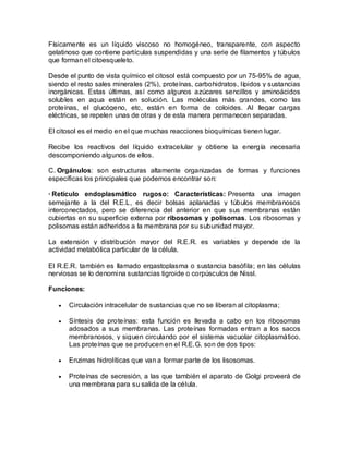 Físicamente es un líquido viscoso no homogéneo, transparente, con aspecto
gelatinoso que contiene partículas suspendidas y una serie de filamentos y túbulos
que forman el citoesqueleto.

Desde el punto de vista químico el citosol está compuesto por un 75-95% de agua,
siendo el resto sales minerales (2%), proteínas, carbohidratos, lípidos y sustancias
inorgánicas. Estas últimas, así como algunos azúcares sencillos y aminoácidos
solubles en agua están en solución. Las moléculas más grandes, como las
proteínas, el glucógeno, etc, están en forma de coloides. Al llegar cargas
eléctricas, se repelen unas de otras y de esta manera permanecen separadas.

El citosol es el medio en el que muchas reacciones bioquímicas tienen lugar.

Recibe los reactivos del líquido extracelular y obtiene la energía necesaria
descomponiendo algunos de ellos.

C. Orgánulos: son estructuras altamente organizadas de formas y funciones
específicas los principales que podemos encontrar son:

· Retículo endoplasmático rugoso: Características: Presenta una imagen
semejante a la del R.E.L, es decir bolsas aplanadas y túbulos membranosos
interconectados, pero se diferencia del anterior en que sus membranas están
cubiertas en su superficie externa por ribosomas y polisomas. Los ribosomas y
polisomas están adheridos a la membrana por su subunidad mayor.

La extensión y distribución mayor del R.E.R. es variables y depende de la
actividad metabólica particular de la célula.

El R.E.R. también es llamado ergastoplasma o sustancia basófila; en las células
nerviosas se lo denomina sustancias tigroide o corpúsculos de Nissl.

Funciones:

      Circulación intracelular de sustancias que no se liberan al citoplasma;

      Síntesis de proteínas: esta función es llevada a cabo en los ribosomas
      adosados a sus membranas. Las proteínas formadas entran a los sacos
      membranosos, y siguen circulando por el sistema vacuolar citoplasmático.
      Las proteínas que se producen en el R.E.G. son de dos tipos:

      Enzimas hidrolíticas que van a formar parte de los lisosomas.

      Proteínas de secresión, a las que también el aparato de Golgi proveerá de
      una membrana para su salida de la célula.
 