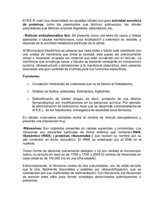 El R.E.R. está muy desarrollado en aquellas células con gran actividad secretora
de proteínas, como los plasmocitos que fabrican anticuerpos, las células
pancreáticas que fabrican enzimas digestivas, plasmáticas, etc.

· Retículo endoplasmático liso: Se presenta como una serie de casos o bolsas
aplanadas y túbulos membranosos, cuya localización y extensión es variable, y
depende de la actividad metabólica particular de la célula.

Al Microscópio Electrónico se observa que cada bolsa o túbulo está constituido por
una unidad de membrana que limita la cavidad; ésta puede ser prácticamente
virtual o mostrarse ocupada por material que está circulando por e l retículo. La
membrana que constituye casos y túbulos es bastante semejante en composición
química, ultraestructural y dimensiones a la membrana plasmática, pero presenta
asociadas una gran cantidad de enzimas para sus funciones específicas.

Funciones:

      Circulación intracelular de sustancias que no se liberan al hialoplasma;

      Síntesis de lípidos: esteroides, fosfolípidos, triglicérido;

      Detroxificación de ciertas drogas, es decir, anulación de sus efectos
      farmacologícos por modificaciones en su estructura química. Por ejemplo,
      la administración de barbitúricos hace que se desarrolle considerablemente
      el R.E.L. de los hepatocitos, encargados de desdoblar esos fármacos.

En células musculares estriadas recibe el nombre de retículo sarcoplásmico y
presenta una disposición muy

·Ribosomas: Son orgánulos presentes en células eucariotas y procariotas. Los
ribosomas son pequeñas partículas de forma esférica que contienen RNA-
ribosómico (rRNA) y proteínas ribosomales y que reciben su nombre por su
alto contenido en ácido riboucleico. El rRNA es sintetizado por el DNA en el
nucleolo.

Tienen forma de elipsoide suavemente alargado y no son visibles al microscopio
óptico; su tamaño en seco es de 170Å x 170Å x 200Å El número de ribosomas en
cada célula es de 100.000 (no es una cifra estable).

Estructuralmente, el ribosoma consta de dos subunidades, una de doble tamaño
que la otra, fácilmente disociables y aislables por ultracentrifugación, que se
caracterizan por sus coeficientes de sedimentación. Con frecuencia, los ribosomas
se asocian entre ellos para formar complejos denominados polirribosomas o
polisomas.
 