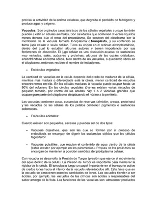 precisa la actividad de la enzima catalasa, que degrada el peróxido de hidrógeno y
produce agua y oxígeno.

Vacuolas: Son orgánulos característicos de las células vegetales aunque también
pueden existir en células animales. Son cavidades que contienen diversos líquidos
menos densos que el resto del protoplasma. Se separan del citoplasma por la
membrana de la vacuola llamada tonoplasma o tonoplasto, y su contenido se
llama jugo celular o savia celular. Tiene su origen en el retículo endoplasmático,
dentro del cual lo estudian algunos autores y tienen importancia por sus
fenómenos de absorción. El jugo celular es una disolución acuosa de sustancias
muy variadas, sales, azúcares y proteínas; algunas de las cuales cristalizan,
encontrándose en forma sólida, bien dentro de las vacuolas, o quedando libres en
el citoplasma; entonces reciben el nombre de inclusiones.

      En células vegetales:

La cantidad de vacuolas en la célula depende del grado de madurez de la célula,
mientras más madura o diferenciada esté la célula, menor cantidad de vacuolas
encontraremos en ella. En las células maduras la vacuola puede ocupar hasta un
90% del volumen. En las células vegetales jóvenes existen varias vacuolas de
pequeño tamaño, por contra en las adultas hay 1 ó 2 vacuolas grandes que
ocupan gran parte del citoplasma desplazando el núcleo a la perifería.

Las vacuolas contienen agua, sustancias de reservas (almidón, grasas, proteínas)
y las vacuolas de las células de los pétalos contienen pigmentos o sustancias
coloreadas.

      En células animales:

Cuando existen son pequeñas, escasas y pueden ser de dos tipos:

      Vacuolas digestivas, que son las que se forman por el proceso de
      endocitosis se encargan de digerir las sustancias sólidas que las células
      fagocitaron.

      Vacuolas pulsátiles, que regulan el contenido de agua dentro de la célula
      (éstas existen por ejemplo en los paramecios). Propias de los protozoos se
      encargan de mantener la posición osmótica del protoplasma celular.

Con vacuola se desarrolla la Presión de Turgor (presión que ejerce el movimiento
del agua dentro de la célula). La Presión de Turgor es importante para mantener la
rigidez de la célula. El tonoplasto juego un papel importante en el transporte activo
de ciertos iones hacia el interior de la vacuola reteniéndolos allí. Esto hace que en
la vacuola se almacenen grandes cantidades de iones. Las vacuolas tienden a ser
ácidas, por ejemplo, las vacuolas de las cítricas son ácidas y responsables del
sabor amargo de la fruta. Las funciones de las vacuolas son: almacenar productos
 
