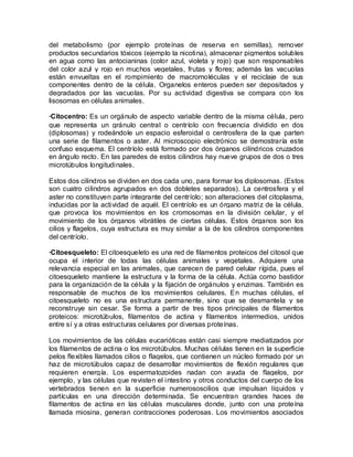 del metabolismo (por ejemplo proteínas de reserva en semillas), remover
productos secundarios tóxicos (ejemplo la nicotina), almacenar pigmentos solubles
en agua como las antocianinas (color azul, violeta y rojo) que son responsables
del color azul y rojo en muchos vegetales, frutas y flores; además las vacuolas
están envueltas en el rompimiento de macromoléculas y el reciclaje de sus
componentes dentro de la célula. Organelos enteros pueden ser depositados y
degradados por las vacuolas. Por su actividad digestiva se compara con los
lisosomas en células animales.

·Citocentro: Es un orgánulo de aspecto variable dentro de la misma célula, pero
que representa un gránulo central o centríolo con frecuencia dividido en dos
(diplosomas) y rodeándole un espacio esferoidal o centrosfera de la que parten
una serie de filamentos o aster. Al microscopio electrónico se demostraría este
confuso esquema. El centríolo está formado por dos órganos cilíndricos cruzados
en ángulo recto. En las paredes de estos cilindros hay nueve grupos de dos o tres
microtúbulos longitudinales.

Estos dos cilindros se dividen en dos cada uno, para formar los diplosomas. (Estos
son cuatro cilindros agrupados en dos dobletes separados). La centrosfera y el
aster no constituyen parte integrante del centríolo; son alteraciones del citoplasma,
inducidas por la actividad de aquél. El centríolo es un órgano matriz de la célula,
que provoca los movimientos en los cromosomas en la división celular, y el
movimiento de los órganos vibrátiles de ciertas células. Estos órganos son los
cilios y flagelos, cuya estructura es muy similar a la de los cilindros componentes
del centríolo.

·Citoesqueleto: El citoesqueleto es una red de filamentos proteicos del citosol que
ocupa el interior de todas las células animales y vegetales. Adquiere una
relevancia especial en las animales, que carecen de pared celular rígida, pues el
citoesqueleto mantiene la estructura y la forma de la célula. Actúa como bastidor
para la organización de la célula y la fijación de orgánulos y enzimas. También es
responsable de muchos de los movimientos celulares. En muchas células, el
citoesqueleto no es una estructura permanente, sino que se desmantela y se
reconstruye sin cesar. Se forma a partir de tres tipos principales de filamentos
proteicos: microtúbulos, filamentos de actina y filamentos intermedios, unidos
entre sí y a otras estructuras celulares por diversas proteínas.

Los movimientos de las células eucarióticas están casi siempre mediatizados por
los filamentos de actina o los microtúbulos. Muchas células tienen en la superficie
pelos flexibles llamados cilios o flagelos, que contienen un núcleo formado por un
haz de microtúbulos capaz de desarrollar movimientos de flexión regulares que
requieren energía. Los espermatozoides nadan con ayuda de flagelos, por
ejemplo, y las células que revisten el intestino y otros conductos del cuerpo de los
vertebrados tienen en la superficie numerososcilios que impulsan líquidos y
partículas en una dirección determinada. Se encuentran grandes haces de
filamentos de actina en las células musculares donde, junto con una proteína
llamada miosina, generan contracciones poderosas. Los movimientos asociados
 