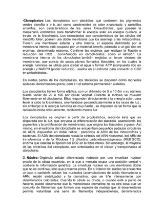 ·Cloroplastos: Los cloroplastos son plastidios que contienen los pigmentos
verdes clorofila a y b, así como carotenoides de color anaranjado y xantofilas
amarillas, son característicos de los seres fotoautótrofos, que poseen la
maquinaria enzimática para transformar la energía solar en energía química, a
través de la fotosíntesis. Los cloroplastos son característicos de las células del
mesófilo foliar, poseen una doble membrana que los asemeja a las mitocondrias.
Tienen una membrana externa y otra interna, el espacio delimitado por la
membrana interna está ocupado por un material amorfo, parecido a un gel, rico en
enzimas, denominado estroma. Contiene las enzimas que realizan la fijación o
reducción del CO2 , convirténdolo en carbohidratos, como el almidón. La
membrana interna de los cloroplastos también engloba un tercer sistema de
membranas, que consta de sacos planos llamados tilacoides, en los cuales la
energía luminosa se utiliza para oxidar el agua y formar ATP (compuesto rico en
energía) y NADPH (poder reductor), usados en el estroma para convertir el CO2
en carbohidratos.

En ciertas partes de los cloroplastos, los tilacoides se disponen como monedas
apiladas, denominados grana, pero en el estroma permanecen aislados.

Los cloroplastos tienen forma elíptica, con un diámetro de 5 a 10 ðm y su número
puede variar de 20 a 100 por célula vegetal. Durante la ciclosis se mueven
libremente en el citoplasma. Ellos responden directamente a la energía solar, para
llevar a cabo la fotosíntesis, orientándose perpendicularmente a los rayos de luz ;
sin embargo sí la energía lumínica es muy fuerte , se disponen de tal forma que la
radiación incida oblicuamente, recibiendo menos luz.

Los cloroplastos se originan a partir de proplastidios, reacción ésta que es
disparada por la luz, que provoca la diferenciación del plastidio, apareciendo los
pigmentos y la proliferación de membranas, que origina los tilacoides y grana. Así
mismo, en el estroma del cloroplasto se encuentran pequeños pedazos circulares
de ADN, dispuestos en doble hélice ; parecidos al ADN de las mitocondrias y
bacterias. El ADN del cloroplasto regula la síntesis del ARN ribosomal, del ARN de
transferencia y de la Ribulosa 1,5 difosfato carboxilasa-oxigenasa (RUBISCO),
enzima que cataliza la fijación del CO2 en la fotosíntesis. Sin embargo, la mayoría
de las proteínas del cloroplasto, son sintetizadas en el citosol y transportadas al
cloroplasto.

D. Núcleo: Orgánulo celular diferenciado rodeado por una envoltura nuclear
propio de la célula eucariota, en la que a menudo ocupa una posición central y
contiene la información genética. La envoltura nuclear es una membrana doble
que no es continua, sino que presenta poros. En el interior del núcleo se encuentra
un jugo o cariolinfa celular, los nucleolos (acumulaciones de ácido ribonucleico o
ARN, recién sintetizado) y la cromatina, que se tiñe intensamente con
determinados colorantes. Cuando la célula se divide, o cuando está a punto de
hacerlo, puede observarse que la mencionada cromatina no es otra cosa que un
conjunto de filamentos que forman una especie de madeja que al desenredarse
permite vislumbrar una serie de filamentos independientes, denominados
 