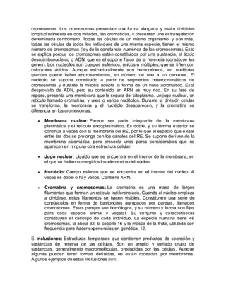 cromosomas. Los cromosomas presentan una forma alargada y están divididos
longitudinalmente en dos mitades, las cromátidas, y presentan una estrangulación
denominada centrómero. Todas las células de un mismo organismo, y aún más,
todas las células de todos los individuos de una misma especie, tienen el mismo
número de cromosomas (ley de la constancia numérica de los cromosomas). Esto
se explica porque los cromosomas están constituidos por una sustancia, el ácido
desoxirribonucleico o ADN, que es el soporte físico de la herencia (constituye los
genes). Los nucleolos son cuerpos esféricos, únicos o múltiples, que se tiñen con
colorantes ácidos. Aunque estructuralmente son homogéneos, en nucléolos
grandes puede haber engrosamientos, en número de uno a un centenar. El
nucleolo se supone constituido a partir de segmentos heterocromáticos de
cromosomas y durante la mitosis adopta la forma de un huso acromático. Está
desprovisto de ADN, pero su contenido en ARN es muy rico. En su fase de
reposo, presenta una membrana que le separa del citoplasma, un jugo nuclear, un
retículo llamado cromatina, y unos o varios nucléolos. Durante la división celular
se transforma; la membrana y el nucléolo desaparecen, y la cromatina se
diferencia en los cromosomas.

      Membrana nuclear: Parece ser parte integrante de la membrana
      plasmática y el retículo endoplasmático. Es doble, y su lámina exterior se
      continúa a veces con la membrana del RE, por lo que el espacio que existe
      entre las dos se prolonga con los canales del RE. Se supone derivan de la
      membrana plasmática, pero presenta unos poros considerables que no
      aparecen en ninguna otra estructura celular.

      Jugo nuclear: Líquido que se encuentra en el interior de la membrana, en
      el que se hallan sumergidos los elementos del núcleo.

      Nucléolo: Cuerpo esférico que se encuentra en el interior del núcleo. A
      veces es doble o hay varios. Contiene ARN.

      Cromatina y cromosomas: La cromatina es una masa de largos
      filamentos que forman un retículo indiferenciado. Cuando el núcleo empieza
      a dividirse, estos filamentos se hacen visibles. Constituyen una serie de
      corpúsculos en forma de bastoncitos agrupados por parejas, llamados
      cromosomas. Estas parejas son homólogos, y su número y forma son fijos
      para cada especie animal y vegetal. Su conjunto y características
      constituyen el cariotipo de cada individuo. La especie humana tiene 46
      cromosomas, la abeja 32, la cebolla 16 y la mosca de la fruta, utilizada con
      frecuencia para hacer experiencias en genética, 12.

E. Inclusiones: Estructuras temporales que contienen productos de secreción y
sustancias de reserva de las células. Son un amplio y variado grupo de
sustancias, generalmente macromoléculas, producidas por las células. Aunque
algunas pueden tener formas definidas, no están rodeadas por membranas.
Algunos ejemplos de estas inclusiones son:
 