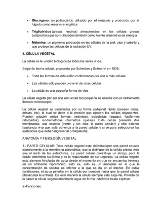 Glucógeno, un polisacárido utilizado por el músculo y producido por el
      hígado como reserva energética

      Triglicéridos (grasas neutras) almacenados en las células grasas
      (adipocitos) que son utilizados también como fuente alternativa de energía

      Melanina, un pigmento producido en las células de la piel, ojos y cabello y
      que protege las células de la radiación UV.

4. CÉLULA VEGETAL

La célula es la unidad biológica de todos los seres vivos.

Según la teoría celular, propuesta por Scheiden y Schwann en 1838:

      Toda las formas de vida están conformadas por una o más células

      Las células sólo pueden provenir de otras células

      La célula es una pequeña forma de vida

La célula vegetal por ser una estructura tan pequeña se estudia con el instrumento
llamado microscopio.

La célula vegetal se caracteriza por su forma poligonal rígida (poseen caras,
aristas, etc), la cual se debe a la presión que ejercen las células adyacentes.
Pueden adquirir varias formas: redondas, aciculadas (agujas), fusiformes
(alargadas), isodiamétricas (diámetros iguales). Esta célula presenta dos
membranas: una externa (inerte y sin vida: la pared celular) y otra externa
(sustancia viva que está adherida a la pared celular y sirve para seleccionar las
sustancias que deben ingresar al protoplasma.

ANATOMÍA Y FISIOLOGÍA VEGETAL

1.- PARED CELULAR: Toda célula vegetal esta delimitadapor una pared situada
externamente a la membrana plasmática, que la distingue de la célula animal más
que el resto de las estructuras. La pared celular constituye un abrigo, para la
célula determina su forma y es la responsable de su turgencia. La célula vegetal
esta siempre hinchada de agua desde el momento en que se encuentra inmersa
en un ambiente hipotñonico, esto es, esto es un ambiente en el que la
concentración de solutos es inferior a la que se da en el interior. En estas
condiciones, el agua penetra en la célula por osmosis hasta que la pared celular
obstaculiza la entrada. De esta manera la célula siempre esta turgente. Privada de
la pared la célula vegetal absorbería agua de forma indefinida hasta explotar.

a.-Funciones:
 