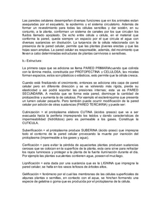 Las paredes celulares desempeñan diversas funciones que en los animales estan
aseguradas por el esqueleto, la epidermis y el sistema circulatorio. Además de
formar un revestimiento para todas las células sencillas y dar sostén, en su
conjunto, a la planta, conforman un sistema de canales por los que circulan los
fluidos llamado apoplasto. De echo entre célula y célula, en el material que
conforma la pared, queda siempre un espacio por el que circula el agua con
diversas sustancias en disolución. La turgencia de la célula relacionada con la
presencia de la pared celular, permite que las plantas jóvenes erectas y que las
hojas sean amplias. La pared celular es responsable, además, del movimiento que
llevan a cabo determinadas estructuras de plantas carnívoras o sensitivas.

b.- Estructura:

La primera capa que se adiciona se llama PARED PRIMARIAcuando que colinda
con la lámina media, constituida por PROTOPECTINA y CELULOSA, las micelas
forman espacios, estos son plásticos o elásticos, esto permite que la célula cresca.

Cuando está finalizando el crecimiento, entonces se adiciona otra capa de pared
celular pero en diferente dirección y se va volviendo más rígida, pierde su
elasticidad y asi podrá soportar las presiones internas; esta ya es PARED
SECUNDARIA. A medida que se forma esta pared, disminuye la cantidad de
protopectina y aumenta la de celulosa. Por ejemplo el esclerénquima que presenta
un lumen celular pequeño. Pero también puede ocurrir modificación de la pared
celular por adición de otras sustancias (PARED TERCIARIA) y puede ser:

Cutinización = el protoplasma elabora CUTINA (ácidos grasos) que va a ser
evacuada hacia la periferia impregnando los tejidos y dando caracteristicas de
impermeabilidad (hidrófobos) pero es permeable a los gases. Constituye la
CUTICULA.

Suberificación = el protoplasma produce SUBERINA (ácido graso) que impregna
todo el contorno de la pared celular provocando la muerte por inanición del
protoplasma (impermeable a los gases y agua).

Cerificación = para evitar la pérdida de aguaciertas plantas producen sustancias
cerosas que se colocan en la superficie de la planta, esta cera sirve para refractar
los rayos luminosos y proteger a la planta de la fuerte iluminación durante el día.
Por ejemplo las plantas suculentas contienen agua, poseen el mucílago.

Lignificación = esta dada por una sustancia que es la LIGNINA que impregna la
pared celular, se halla en los vasos leñosos de árboles altos.

Gelificación = fenómeno por el cual las membranas de las células superficiales de
algunas plantas o semillas, en contacto con el agua, se hinchan formando una
especie de gelatina o goma que es producida por el protoplasma de la célula.
 