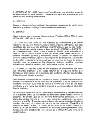2.- MEMBRANA CELULAR: (Membrana Plasmática) es una estructura presente
en todas las células sin excepción, como lo hemos explicado anteriormente y se
puede resumir de la siguiente manera;

a.- Funciones:

Regula el intercambio (permeabilidad) de materiales y sustancias del interior hacia
el exterior y viceversa. Protege y mantiene la forma de la célula.

b.- Estructura:

Una membrana está compuesta básicamente de: Proteínas (20% a 70%), Lípidos
(20% a 40%) y Glúcidos (el resto)

3.-CITOPLASMA: Este punto ha sido explicado ya anteriormente y se puede
resumir de la siguiente forma: Sustancia hialina, incolora, refringente, que esta
constituida por una capa más periférica o ECTOPLASMA, que es más rígida y
carece de gránulos. A esta zona se le llama también PLASMAGEL o CORTEZA y
se comporta como un coloide y posee la propiedad de sufrir cambios de gelación y
solación. El citoplasma interior o ENDOPLASMA tiene menor viscosidad y
contiene diferentes gránulos y membranas. Posee un sistema de membranas
(retículo endoplasmático). La porción más importante del citoplasma se encuentra
en la matriz o citoplasma fundamental que se encuentra por fuera del sistema
vacuolar; aquí se encuentran los ribosomas, enzimas solubles, proteinas
estructurales, plastidios, es decir, las inclusiones inanimadas y las vivas.

4. ORGANÚLOS: El punto cuatro ha sido explicado ya anteriormente con todos
sus diferentes organúlos y se puede resumir de la siguiente forma: Son
formaciones diferenciadas en el citoplasma con una forma y función característica.
Exiten diferentes tipos de organúlos:.

-PLASTIDIOS: Son organúlos de cuerpo muy plástico y pueden adquirir diversas
formas; se caracterizan por la presencia de pigmentos y por la capacidad de
sintetizar y acumular sustancias de reserva. Su estructura consta de una doble
membrana y una matriz que contiene enzimas y coenzimas (plasma plastidial).
Son de tres tipos:

· Cloroplastos: Este Punto ha sido explicado ya anteriormente y se puede resumir
de la siguiente forma: Se caracterizan por tener color verde y esto se debe a la
presencia de clorofila que es un producto heterogéneo compuesto por dos
pigmentos verdes (clorofila a y b) y dos pigmentos carotenoides no verdes
(caroteno y xantófila). Presentan una membrana interna que esta diversificada en
sáculos (tilacoides), al conjunto de sáculos se les denomina GRANUM y al
conjunto de estos, GRANA. La clorofila se encuentra en los CUANTOSOMAS y
estos a su vez en las paredes internas de los tilacoides. Este organelo tiene como
función, intervenir directamente en el proceso de la FOTOSINTESIS (s íntesis de
carbohidratos).
 