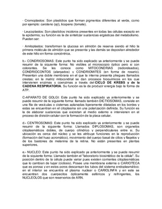 · Cromoplastos: Son plastidios que forman pigmentos diferentes al verde, como
por ejemplo: caroteno (ají), licopeno (tomate).

· Leucoplastos: Son plastidios incoloros presentes en todas las células excepto en
la epidermis; su función es la de sintetizar sustancias ergásticas del metabolismo.
Pueden ser:

· Amiloplastos: transforman la glucosa en almidón de reserva siendo el hilio la
primera molécula de almidón que se presenta y las demás se depositan alrededor
de este hilio en forma concéntrica.

b.- CONDRIOSOMAS: Este punto ha sido explicado ya anteriormente y se puede
resumir de la siguiente forma: No visibles al microscopio óptico pero si con
colorantes.   Se   les   conoce    como    MITOCONDRIAS        (redondeados),
CONDRIOCONTOS (alargados) y CONDRIOMITES (en forma de rosario).
Presentan una doble membrana en el que la interna presenta pliegues llamados
crestas; en la matriz mitocondrial se dan procesos bioquímicos en los que
intervienen enzimas y coenzimas a través del CICLO DE KREBS y de la
CADENA RESPIRATORIA. Su función es la de producir energía bajo la forma de
ATP.

C-APARATO DE GOLGI: Este punto ha sido explicado ya anteriormente y se
puede resumir de la siguiente forma: llamado también DICTIOSOMAS, consiste en
una fila de vesículas o cisternas aplanadas ligeramente dilatadas en los bordes y
estas se encuentran en el citoplasma sin una polarización definida. Su función es
la de elaborar sustancias que excretan al medio externo e intervienen en el
proceso de división celular con la formación de la placa celular.

d.- CENTROSOMAS: Este punto ha sido explicado ya anteriormente y se puede
resumir de la siguiente forma: Llamados DIPLOSOMAS, son organelos
citoplasmáticos dobles, de cuerpo cilíndrico y perpendiculares entre si. Su
ubicación es cerca del núcleo y se les atribuye funciones en la reproducción
(formación del huso acromático), movimiento del cuerpo basal de cilios y flagelos y
de los bastones de melanina de la retina. No están presentes en plantas
superiores.

e.- NUCLEO: Este punto ha sido explicado ya anteriormente y se puede resumir
de la siguiente forma: Llamado también el "laboratorio biosintético de la célula". Su
posición dentro de la célula puede variar pues existen corrientes citoplasmáticas
que lo cambian de lugar (ciclosis). Posee una membrana externa o CARIOTECA
que es porosa y en estos poros descansan los tubos del sistema endoplasmático;
en el interior se encuentra el plasma nuclear o CARIOLINFA y en este se
encuentran dos cuerpecitos ópticamente esféricos y refringentes, los
NUCLEOLOS que son reservorios de ARN.
 