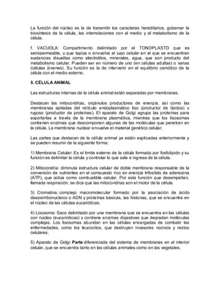 La función del núcleo es la de transmitir los caracteres hereditarios, gobernar la
biosíntesis de la célula, las interrelaciones con el medio y el metabolismo de la
célula.

f. VACUOLA: Compartimento delimitado por el TONOPLASTO que es
semipermeable, y que tapiza o envuelve al jugo celular en el que se encuentran
sustancias disueltas como electrolitos, minerales, agua, que son producto del
metabolismo celular. Pueden ser en número de uno (en células adultas) o varias
(células jóvenes). Su función es la de intervenir en el equilibrio osmótico de la
célula con el medio externo.

5. CÉLULA ANIMAL

Las estructuras internas de la célula animal están separadas por membranas.

Destacan las mitocondrias, orgánulos productores de energía, así como las
membranas apiladas del retículo endoplasmático liso (productor de lípidos) y
rugoso (productor de proteínas). El aparato de Golgi agrupa las proteínas para
exportarlas a través de la membrana plasmática, mientras que los lisosomas
contienen enzimas que descomponen algunas de las moléculas que penetran en
la célula. La membrana nuclear envuelve el material genético celular.

Las partes que destacan de la célula animal ya están explicadas anteriormente y
se pueden resumir de la siguiente forma:

1) Membrana Celular: Es el limite externo de la célula formada por fosfolipido y su
función es delimitar la célula y controlar lo que sale e ingresa de la célula.

2) Mitocondria: diminuta estructura celular de doble membrana responsable de la
conversión de nutrientes en el compuesto rico en energía trifosfato de adenosina
(ATP), que actúa como combustible celular. Por esta función que desempeñan,
llamada respiración, se dice que las mitocondrias son el motor de la célula.

3) Cromatina: complejo macromolecular formado por la asociación de ácido
desoxirribonucleico o ADN y proteínas básicas, las histonas, que se encuentra en
el núcleo de las células eucarióticas.

4) Lisosoma: Saco delimitado por una membrana que se encuentra en las células
con núcleo (eucarióticas) y contiene enzimas digestivas que degradan moléculas
complejas. Los lisosomas abundan en las células encargadas de combatir las
enfermedades, como los leucocitos, que destruyen invasores nocivos y restos
celulares.

5) Aparato de Golgi: Parte diferenciada del sistema de membranas en el interior
celular, que se encuentra tanto en las células animales como en las vegetales.
 