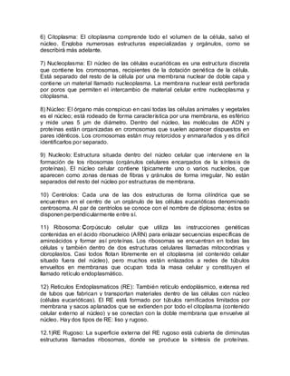 6) Citoplasma: El citoplasma comprende todo el volumen de la célula, salvo el
núcleo. Engloba numerosas estructuras especializadas y orgánulos, como se
describirá más adelante.

7) Nucleoplasma: El núcleo de las células eucarióticas es una estructura discreta
que contiene los cromosomas, recipientes de la dotación genética de la célula.
Está separado del resto de la célula por una membrana nuclear de doble capa y
contiene un material llamado nucleoplasma. La membrana nuclear está perforada
por poros que permiten el intercambio de material celular entre nucleoplasma y
citoplasma.

8) Núcleo: El órgano más conspicuo en casi todas las células animales y vegetales
es el núcleo; está rodeado de forma característica por una membrana, es esférico
y mide unas 5 µm de diámetro. Dentro del núcleo, las moléculas de ADN y
proteínas están organizadas en cromosomas que suelen aparecer dispuestos en
pares idénticos. Los cromosomas están muy retorcidos y enmarañados y es difícil
identificarlos por separado.

9) Nucleolo: Estructura situada dentro del núcleo celular que interviene en la
formación de los ribosomas (orgánulos celulares encargados de la síntesis de
proteínas). El núcleo celular contiene típicamente uno o varios nucleolos, que
aparecen como zonas densas de fibras y gránulos de forma irregular. No están
separados del resto del núcleo por estructuras de membrana.

10) Centriolos: Cada una de las dos estructuras de forma cilíndrica que se
encuentran en el centro de un orgánulo de las células eucarióticas denominado
centrosoma. Al par de centriolos se conoce con el nombre de diplosoma; éstos se
disponen perpendicularmente entre sí.

11) Ribosoma: Corpúsculo celular que utiliza las instrucciones genéticas
contenidas en el ácido ribonucleico (ARN) para enlazar secuencias específicas de
aminoácidos y formar así proteínas. Los ribosomas se encuentran en todas las
células y también dentro de dos estructuras celulares llamadas mitocondrias y
cloroplastos. Casi todos flotan libremente en el citoplasma (el contenido celular
situado fuera del núcleo), pero muchos están enlazados a redes de túbulos
envueltos en membranas que ocupan toda la masa celular y constituyen el
llamado retículo endoplasmático.

12) Reticulos Endoplasmaticos (RE): También retículo endoplásmico, extensa red
de tubos que fabrican y transportan materiales dentro de las células con núcleo
(células eucarióticas). El RE está formado por túbulos ramificados limitados por
membrana y sacos aplanados que se extienden por todo el citoplasma (contenido
celular externo al núcleo) y se conectan con la doble membrana que envuelve al
núcleo. Hay dos tipos de RE: liso y rugoso.

12.1)RE Rugoso: La superficie externa del RE rugoso está cubierta de diminutas
estructuras llamadas ribosomas, donde se produce la síntesis de proteínas.
 