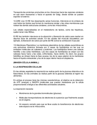 Transporta las proteínas producidas en los ribosomas hacia las regiones celulares
en que sean necesarias o hacia el aparato de Golgi, desde donde se pueden
exportar al exterior.

12.2)RE Liso: El RE liso desempeña varias funciones. Interviene en la síntesis de
casi todos los lípidos que forman la membrana celular y las otras membranas que
rodean las demás estructuras celulares, como las mitocondrias.

Las células especializadas en el metabolismo de lípidos, como las hepáticas,
suelen tener más REliso.

El RE liso también interviene en la absorción y liberación de calcio para mediar en
algunos tipos de actividad celular. En las células del músculo esquelético, por
ejemplo, la liberación de calcio por parte del RE activa la contracción muscular.

13) Membrana Plasmática: La membrana plasmática de las células eucarióticas es
una estructura dinámica formada por 2 capas de fosfolípidos en las que se
embeben moléculas de colesterol y proteínas. Los fosfolípidos tienen una cabeza
hidrófila y dos colas hidrófobas. Las dos capas de fosfolípidos se sitúan con las
cabezas hacia fuera y las colas, enfrentadas, hacia dentro. Es decir, los grupos
hidrófilos se dirigen hacia la fase acuosa, los de la capa exterior de la membrana
hacia el líquido extracelular y los de la capa interior hacia el citoplasma.

(IMAGEN CÉLULA ANIMAL.)

6. LA RESPIRACIÓN CELULAR

En las células vegetales la respiración se realiza partir de la glucosa obtenida en la
fotosíntesis. En las animales se realiza partir de la glucosa obtenida al ingerir los
alimentos.

En ambas el proceso tiene las mismas características, el objetivo es la obtención
de ATP (energía) y NADPH (moléculas que puedan trasladarse por la célula
proporcionando energía a las diferentes actividades celulares.

La respiración necesita:

       Monómeros de la grandes biomoléculas (glucosa).

       Moléculas transportadoras de electrones la sustancia que finalmente acepta
       es el oxigeno.

       Un espacio cerrado para que se lleve acabo la transferencia de electrones
       este espacio es la mitocondria.
 