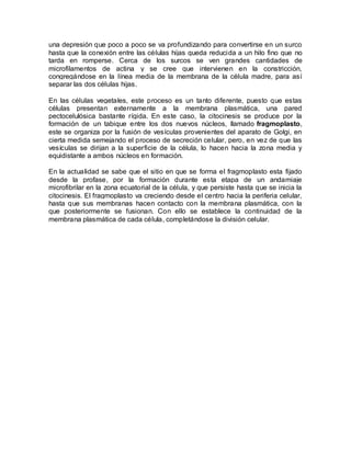 una depresión que poco a poco se va profundizando para convertirse en un surco
hasta que la conexión entre las células hijas queda reducida a un hilo fino que no
tarda en romperse. Cerca de los surcos se ven grandes cantidades de
microfilamentos de actina y se cree que intervienen en la constricción,
congregándose en la línea media de la membrana de la célula madre, para así
separar las dos células hijas.

En las células vegetales, este proceso es un tanto diferente, puesto que estas
células presentan externamente a la membrana plasmática, una pared
pectocelulósica bastante rígida. En este caso, la citocinesis se produce por la
formación de un tabique entre los dos nuevos núcleos, llamado fragmoplasto,
este se organiza por la fusión de vesículas provenientes del aparato de Golgi, en
cierta medida semejando el proceso de secreción celular, pero, en vez de que las
vesículas se dirijan a la superficie de la célula, lo hacen hacia la zona media y
equidistante a ambos núcleos en formación.

En la actualidad se sabe que el sitio en que se forma el fragmoplasto esta fijado
desde la profase, por la formación durante esta etapa de un andamiaje
microfibrilar en la zona ecuatorial de la célula, y que persiste hasta que se inicia la
citocinesis. El fragmoplasto va creciendo desde el centro hacia la periferia celular,
hasta que sus membranas hacen contacto con la membrana plasmática, con la
que posteriormente se fusionan. Con ello se establece la continuidad de la
membrana plasmática de cada célula, completándose la división celular.
 