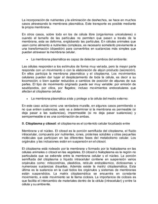 La incorporación de nutrientes y la eliminación de deshechos, se hace en muchos
casos atravesando la membrana plasmática. Este transporte es posible mediante
la propia membrana.

En otros casos, sobre todo en los de célula libre (organismos unicelulares) o
cuando el tamaño de las partículas no permiten que pasen a través de la
membrana, esta se deforma, englobando las partículas. En células animales que
usan como alimento a nutrientes complejos, es necesario someterlo previamente a
una transformación (digestión) para convertirlos en sustancias más simples que
puedan atravesar la membrana celular.

       La membrana plasmática es capaz de detectar cambios del ambiente:

Las células responden a los estímulos de forma muy variada, pero la mayor parte
responde con un movimiento o con la elaboración de algún producto (secreción).
En ellos participa la membrana plasmática y el citoplasma. Los movimientos
celulares pueden dar lugar al desplazamiento de toda la célula, es decir a su
locomoción; o bien quedar reducidos a cambios de posición de algunas de sus
partes. El tipo de movimiento originado puede ser muy variable: por emisión de
seudópodos, por cilios, por flagelos; incluso movimientos endocelulares que
afectan al citoplasma celular.

       La membrana plasmática aísla y protege a la célula del medio externo:

En este caso actúa como una verdadera muralla, en algunos casos permitiendo o
no que entren sustancias, esto va a determinar si la membrana es permeable (si
deja pasar a las sustancias), impermeable (si no deja pasar sustancias) y
semipermeable si es una combinación de ambas.

B. Citoplasma y citosol: el citoplasma es el contenido celular localizado entre

Membrana y el núcleo. El citosol es la porción semifluida del citoplasma, el fluido
intracelular, compuesto por nutrientes, iones, proteínas solubles y otras pequeñas
moléculas que participan en las diferentes fases del metabolismo celular. Los
orgánulos y las inclusiones están en suspensión en el citosol.

El citoplasma está rodeado por la membrana y formado por la hialoplasma en las
células animales o citosol en las vegetales. El citosol o hialoplasma es la región no
particulada que se extiende entre la membrana celular y el núcleo. La porción
semifluida del citoplasma o líquido intracelular contiene en suspensión varios
orgánulos como: mitocondrias, plastidios, retículo endoplásmico, dictiosomas y
numerosas sustancias disueltas. Además existe la matriz citoplasmática. Esta
última es la sustancia en la cual todos los orgánulos y sistemas de membranas
están suspendidos. La matrix citoplasmática se encuentra en constante
movimiento, a este movimiento se le llama ciclosis. La importancia de ciclosis es
que facilita el intercambio de materiales dentro de la célula (intracelular) y entre la
célula y su ambiente.
 