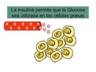 La insulina permite que la Glucosa sea utilizada en las células grasas 
