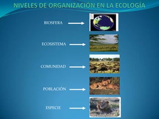 BIOSFERA




ECOSISTEMA




COMUNIDAD




POBLACIÓN



 ESPECIE
 