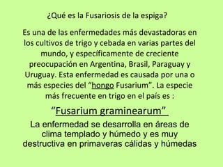 Fusariosis de la espiga | PPT