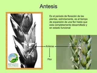 Fusariosis de la espiga | PPT