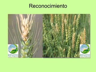 Fusariosis de la espiga | PPT