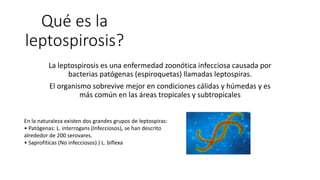 Qué es la
leptospirosis?
La leptospirosis es una enfermedad zoonótica infecciosa causada por
bacterias patógenas (espiroquetas) llamadas leptospiras.
El organismo sobrevive mejor en condiciones cálidas y húmedas y es
más común en las áreas tropicales y subtropicales
En la naturaleza existen dos grandes grupos de leptospiras:
• Patógenas: L. interrogans (Infecciosos), se han descrito
alrededor de 200 serovares.
• Saprofíticas (No infecciosos) ) L. biflexa
 