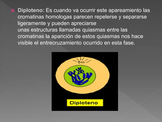 Qué es la mitosis | PPTX