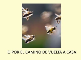 O POR EL CAMINO DE VUELTA A CASA
 