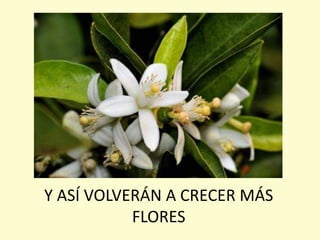 Y ASÍ VOLVERÁN A CRECER MÁS
FLORES
 