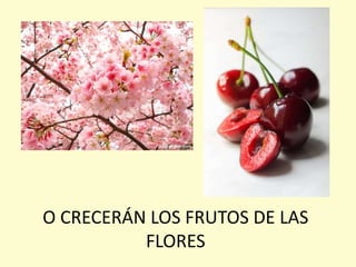 O CRECERÁN LOS FRUTOS DE LAS
FLORES
 