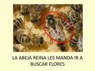 LA ABEJA REINA LES MANDA IR A
BUSCAR FLORES
 