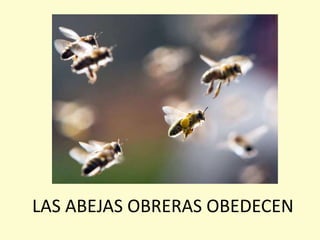 LAS ABEJAS OBRERAS OBEDECEN
 