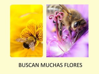 BUSCAN MUCHAS FLORES
 