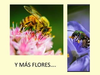 Y MÁS FLORES….
 
