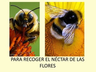 PARA RECOGER EL NÉCTAR DE LAS
FLORES
 