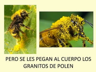 PERO SE LES PEGAN AL CUERPO LOS
GRANITOS DE POLEN
 