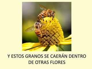 Y ESTOS GRANOS SE CAERÁN DENTRO
DE OTRAS FLORES
 