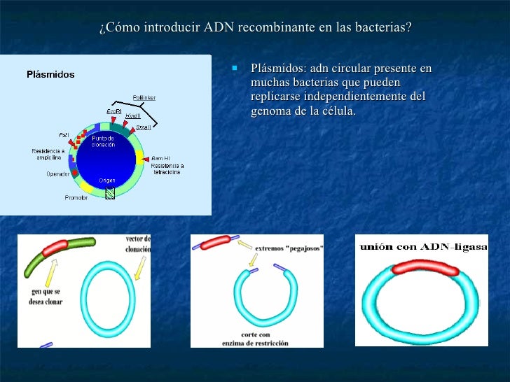 Qué Es La TecnologíA De Adn