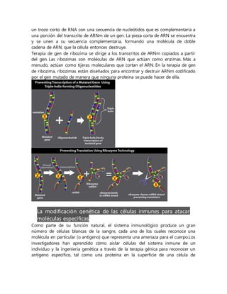 un trozo corto de RNA con una secuencia de nucleótidos que es complementaria a
una porción del transcrito de ARNm de un gen. La pieza corta de ARN se encuentra
y se unen a su secuencia complementaria, formando una molécula de doble
cadena de ARN, que la célula entonces destruye.
Terapia de gen de ribozima se dirige a los transcritos de ARNm copiados a partir
del gen. Las ribozimas son moléculas de ARN que actúan como enzimas. Más a
menudo, actúan como tijeras moleculares que cortan el ARN. En la terapia de gen
de ribozima, ribozimas están diseñados para encontrar y destruir ARNm codificado
por el gen mutado de manera que ninguna proteína se puede hacer de ella.
La modificación genética de las células inmunes para atacar
moléculas específicas
Como parte de su función natural, el sistema inmunológico produce un gran
número de células blancas de la sangre, cada uno de los cuales reconoce una
molécula en particular (o antígeno) que representa una amenaza para el cuerpo.Los
investigadores han aprendido cómo aislar células del sistema inmune de un
individuo y la ingeniería genética a través de la terapia génica para reconocer un
antígeno específico, tal como una proteína en la superficie de una célula de
 