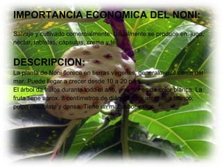 IMPORTANCIA ECONOMICA DEL NONI: Salvaje y cultivado comercialmente. Usualmente se produce en: jugo, néctar, tabletas, cápsulas, crema y té.  DESCRIPCION: La planta de Noni florece en tierras vírgenes, generalmente cerca del mar. Puede llegar a crecer desde 10 a 20 pies.  El árbol da frutos durante todo el año, y su flor es de color blanca. La  fruta tiene aprox. 8 centímetros de diámetro, de amarillo a blanco;  pulpa chocolate y densa. Tiene un mal sabor y olor. 