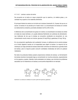 ESTANDARIZACIÓN DEL PROCESO DE ELABORACIÓN DEL QUESO DOBLE CREMA
TIPO MOZARELLA
24
Se encuentra en la leche en mayor proporción que la caseína y la materia grasa, y en
cantidad muy superior a los restantes elementos.
El principal hidrato de carbono en la leche es la lactosa (ilustración 4). A pesar de que es un
azúcar, la lactosa no se percibe por el sabor dulce. La concentración de lactosa en la leche
es relativamente constante y promedia alrededor de 5% (4.8%-5.2%).
A diferencia de la concentración de grasa en la leche, la concentración de lactosa es similar
en todas las razas lecheras y no puede alterarse fácilmente con prácticas de alimentación.
Las moléculas de las que la lactosa se encuentra constituida se encuentran en una
concentración mucho menor en la leche: glucosa (14 mg/100 g) y galactosa (12 mg/ 100 g).
En una proporción significativa de la población humana, la deficiencia de la enzima lactasa
en el tracto digestivo resulta en la incapacidad para digerir la lactosa. La mayoría de los
individuos con baja actividad de lactasa desarrollan síntomas de intolerancia a grandes dosis
de lactosa, pero la mayoría puede consumir cantidades moderadas de leche sin padecer
malestares.
No todos los productos lácteos poseen proporciones similares de lactosa. La fermentación
de lactosa durante el procesado baja su concentración en muchos productos, especialmente
en los yogures y quesos. Además, leche pretratada con lactasa, que minimiza los problemas
asociados con la intolerancia a la lactosa, se encuentra disponible en el mercado.
Ilustración 3 La lactosa se sintetiza en la ubre a partir de la glucosa y galactosa.
4.1.1.4.3 Lactosa o azúcar de leche:
 