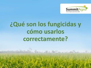 ¿Qué son los fungicidas y
cómo usarlos
correctamente?
 
