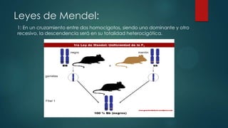 Leyes de Mendel:
1: En un cruzamiento entre dos homocigotos, siendo uno dominante y otro
recesivo, la descendencia será en su totalidad heterocigótica.
 