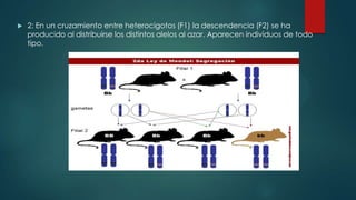  2: En un cruzamiento entre heterocigotos (F1) la descendencia (F2) se ha
producido al distribuirse los distintos alelos al azar. Aparecen individuos de todo
tipo.
 