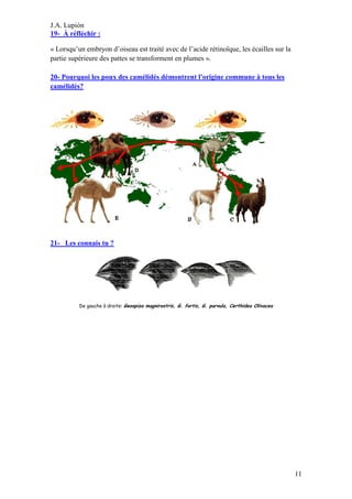 J.A. Lupión
19- À réfléchir :
« Lorsqu’un embryon d’oiseau est traité avec de l’acide rétinoïque, les écailles sur la
partie supérieure des pattes se transforment en plumes ».
20- Pourquoi les poux des camélidés démontrent l'origine commune à tous les
camélidés?

21- Les connais tu ?

De gauche à droite: Geospiza magnirostris, G. fortis, G. parvula, Certhidea Olivacea

11

 
