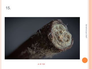 15.
Qu'est-cequec'est?
Jo M FLE
 