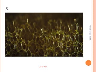 5.
Qu'est-cequec'est?
Jo M FLE
 